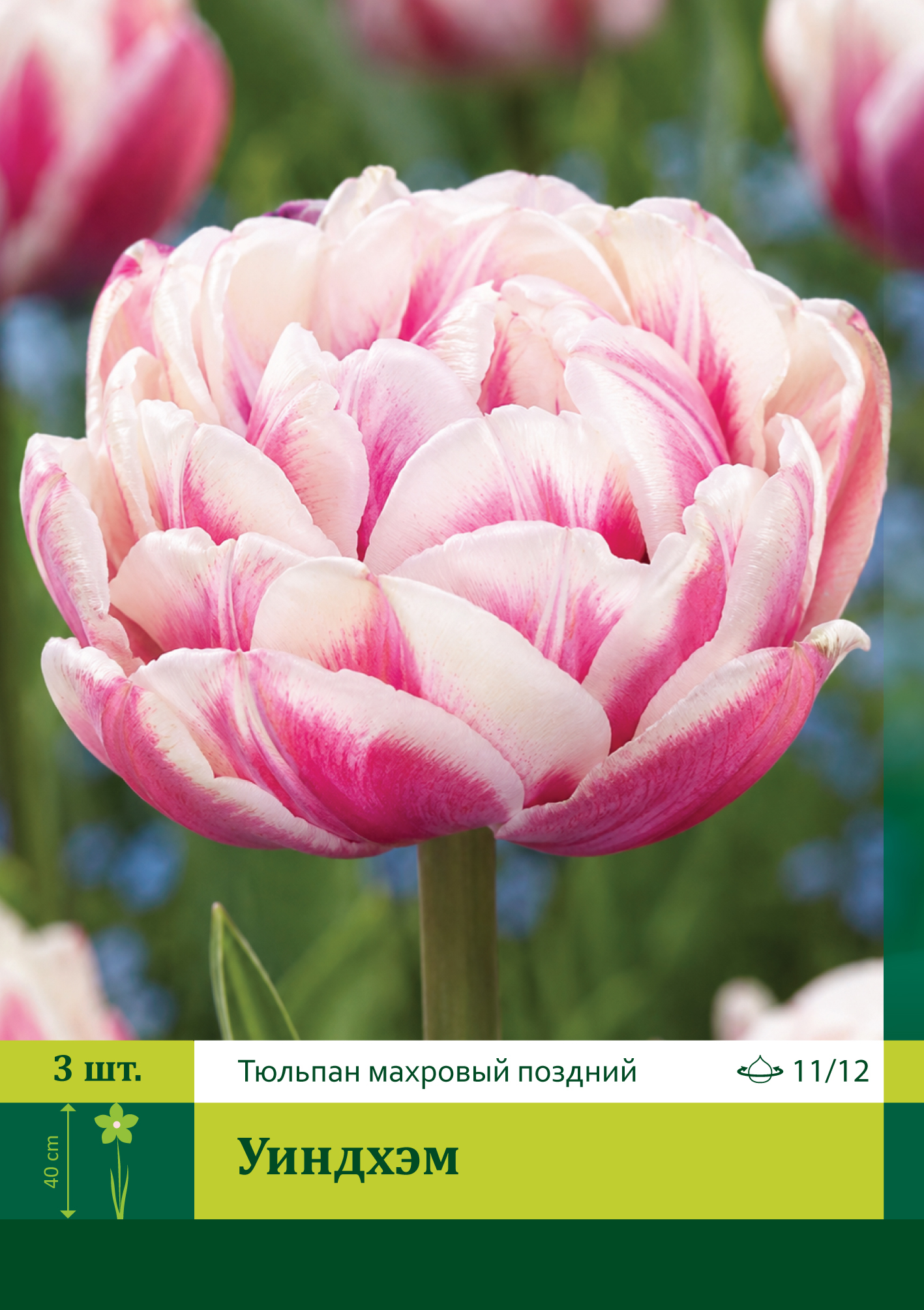 18572, Тюльпан Уиндхэм ( TULIPA WYNDHAM) 11/12 ( 3 шт.) 18572, Тюльпан Уиндхэм ( TULIPA WYNDHAM) 11/12 ( 3 шт.)