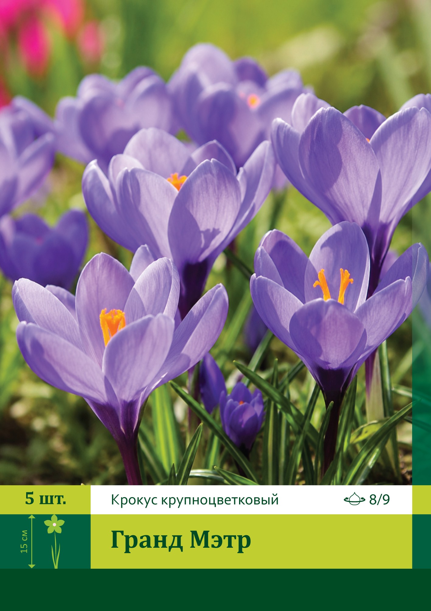 17986, Крокус Гранд Мэтр ( CROCUS GRAND MAITRE) 8/9 ( 5 шт.) 17986, Крокус Гранд Мэтр ( CROCUS GRAND MAITRE) 8/9 ( 5 шт.)