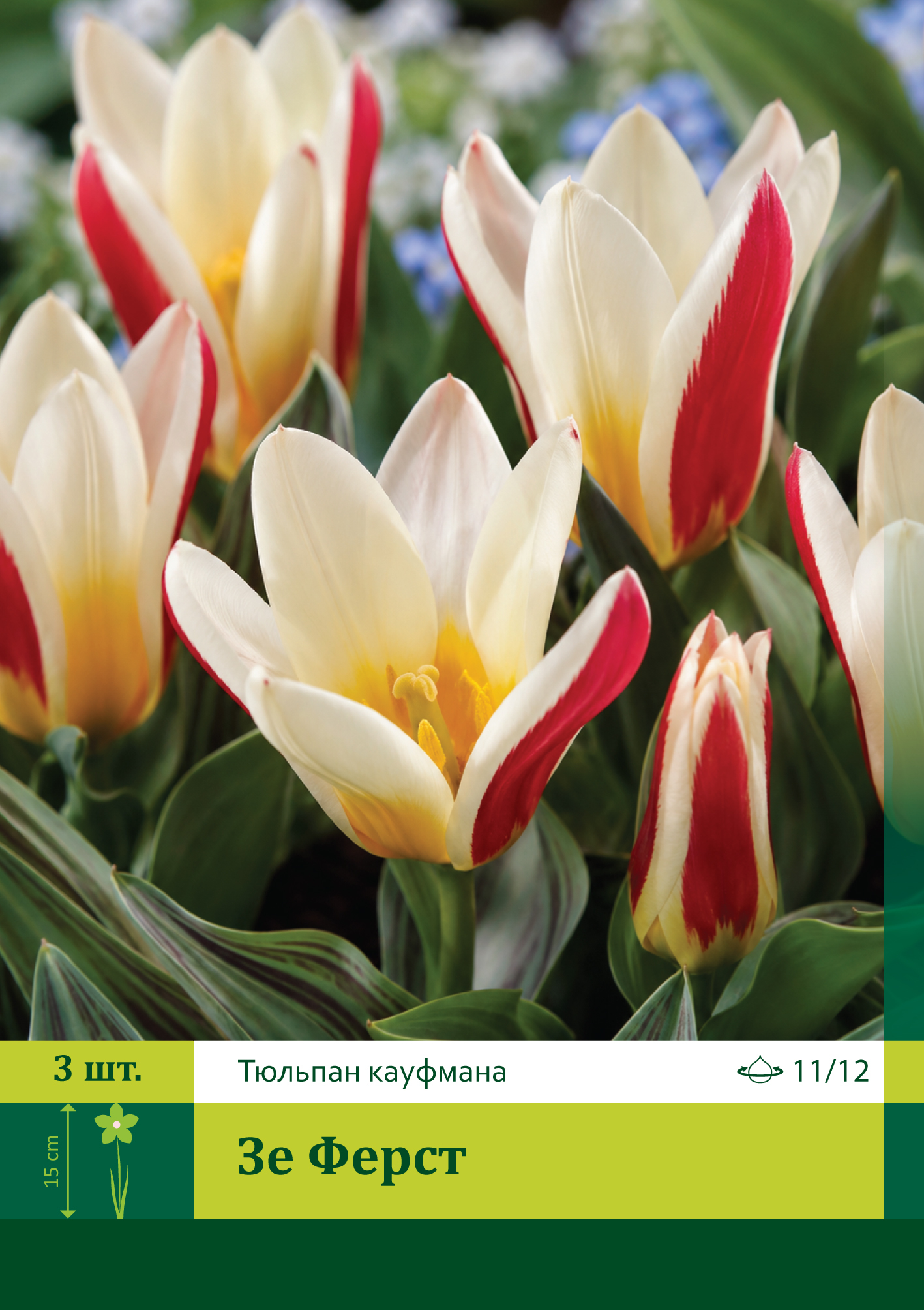 18632, Тюльпан Зе Ферст ( TULIPA THE FIRST) 11/12 ( 3 шт.) 18632, Тюльпан Зе Ферст ( TULIPA THE FIRST) 11/12 ( 3 шт.)