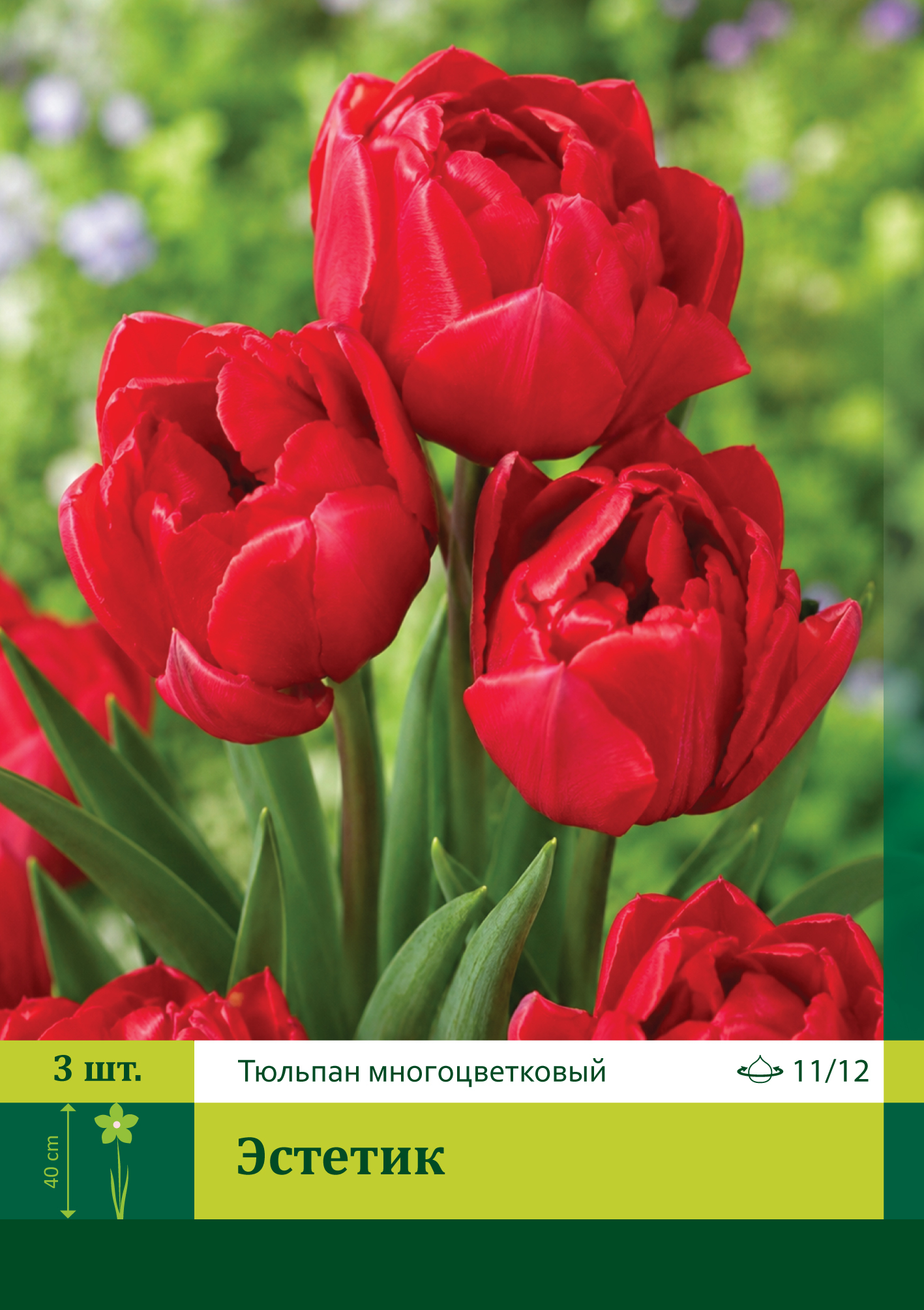 18562, Тюльпан Эстетик ( TULIPA ESTATIC) 11/12 ( 3 шт.) 18562, Тюльпан Эстетик ( TULIPA ESTATIC) 11/12 ( 3 шт.)